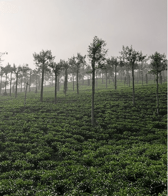 Sylhet